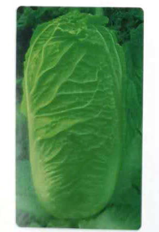 青绿65——白菜